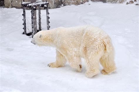 Big Polar Bear Is Walking In Its Cage In Asahiyama Zoo In Sapporo