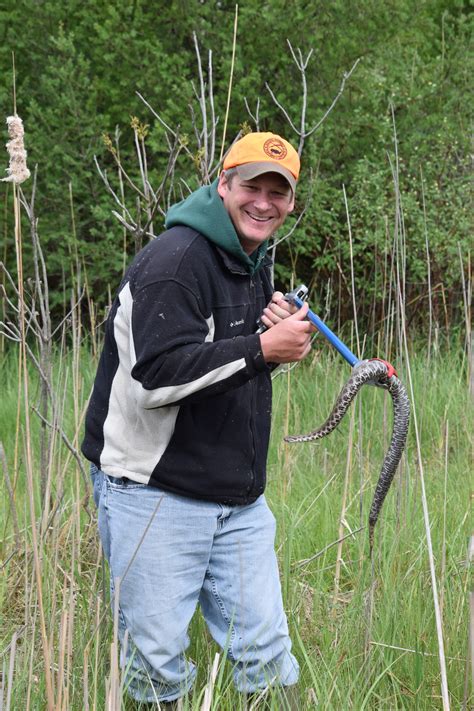 Showcasing The Dnr Studying Michigans Rattlesnakes