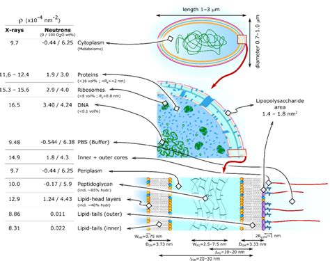 Schematic Of E Coli Structure And Composition Including Typical