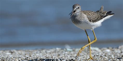 Afsi Cooperative Conservation For Shorebirds Throughout The Atlantic
