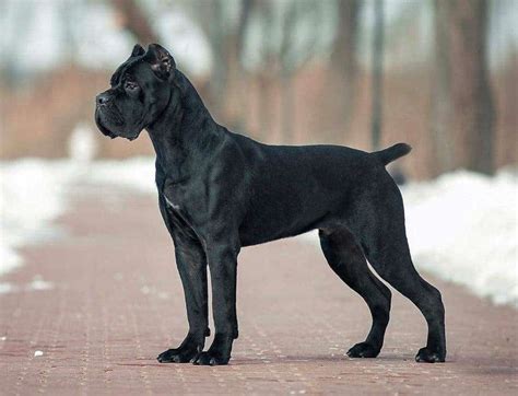 Cane Corso Dog Breed Facts Profile Traits Breeder Care Dogdwell