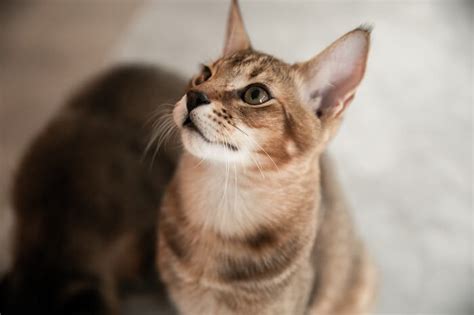 chausie cat breed size appearance personality