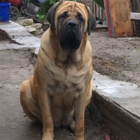 16 Amazing Facts About English Mastiffs You Might Not Know Page 4 Of