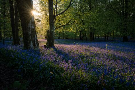 Bluebell Woods The Perfect Zoflora Fragrance For The Lounge Zoflora