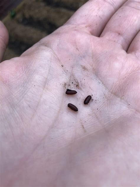 Need Help Identifying Pupa Self Sufficient Culture