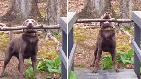 Video Adorable Dog Cant Fit Giant Stick Through Narrow Bridge Abc7