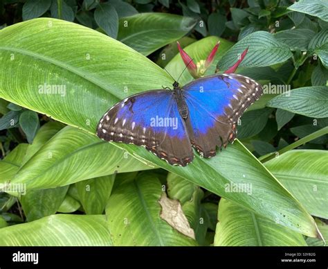 Blue Morpho Butterfly Stock Photo Alamy