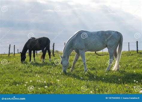 Horse Eating Grass In A Yard Of A Farm Beautiful Colors At Sunset