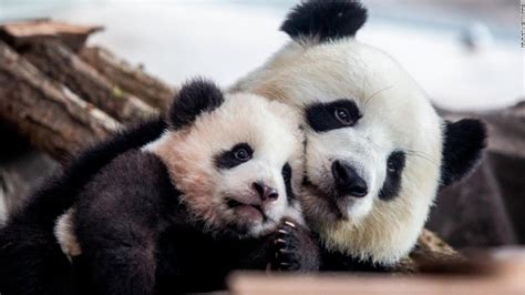 Exploration of the 100 areas there are 100 fun areas in baby panda world! New pandas: Germany's first baby pandas make their public ...