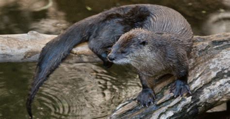 Sea otters can reach 9kph underwater, north american river otters are faster at 11kph, and the maximum speed of the giant river otter is an . Lake Otter Vs Sea Otter