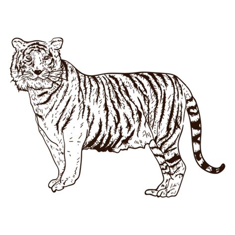Jungle Tiger Hand Drawn Illustration Transparent Png And Svg Vector File