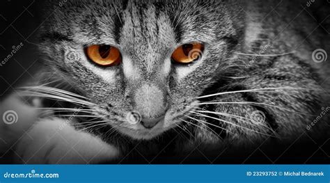 Cat With Scary Red Glowing Eyes Stock Photography Image 23293752