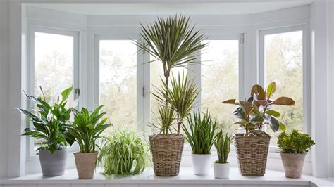 Indoor Plants Wallpapers Top Free Indoor Plants Backgrounds