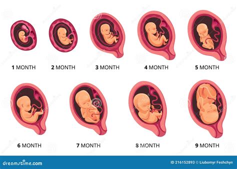 Embryo Month Stage Growth Fetal Development Vector Flat Infographic Icons Medical Illustration