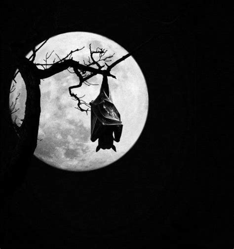 Pin By Nyx Shadowhawk On Gothic Art Bat Beautiful Moon