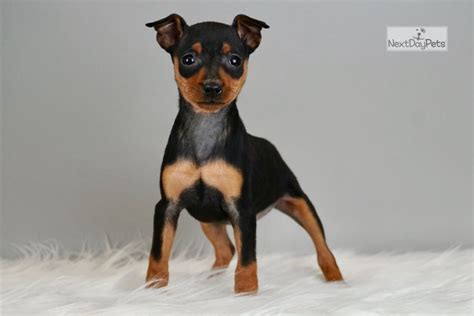Penny Miniature Pinscher Puppy For Sale Near Fort Wayne Indiana