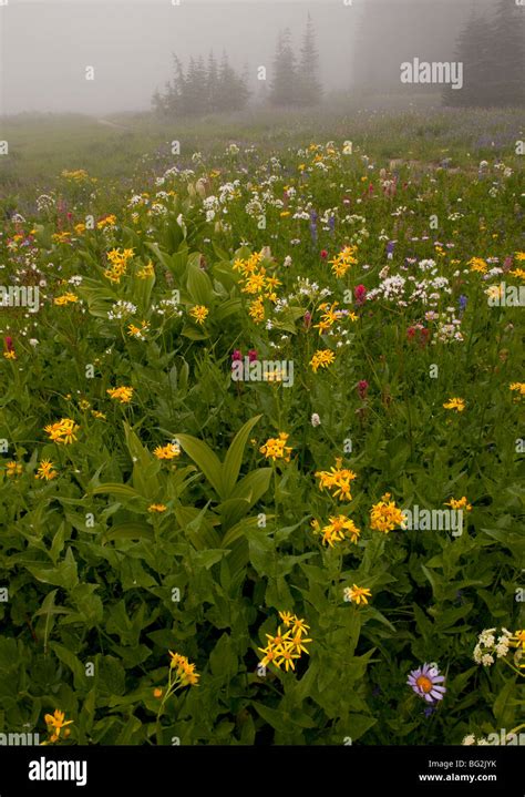 Beautiful Alpine Wildflowers Including Paintbrush Valerian Arnica At