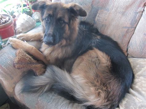 German shepherd puppies' ears don't usually stand up for some time. SingingThroughTime: "What Kind of Dog is That?" - My Long ...