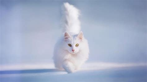 Persian Cat Snow White Walk Hd Cat Wallpaper