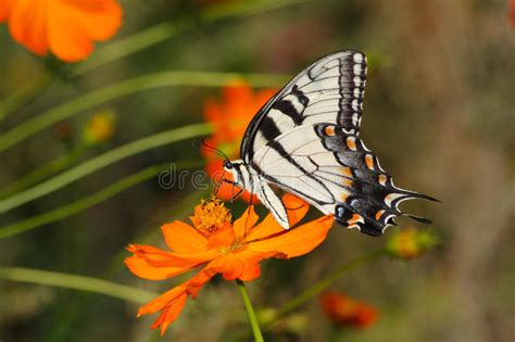 Tigre Orientale Swallowtail Fotografia Stock Immagine Di Brasiliano