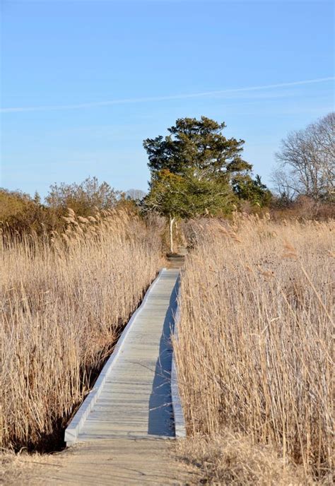 Marsh Path Stock Photo Image Of Rushes Wetlands Grass 109103192