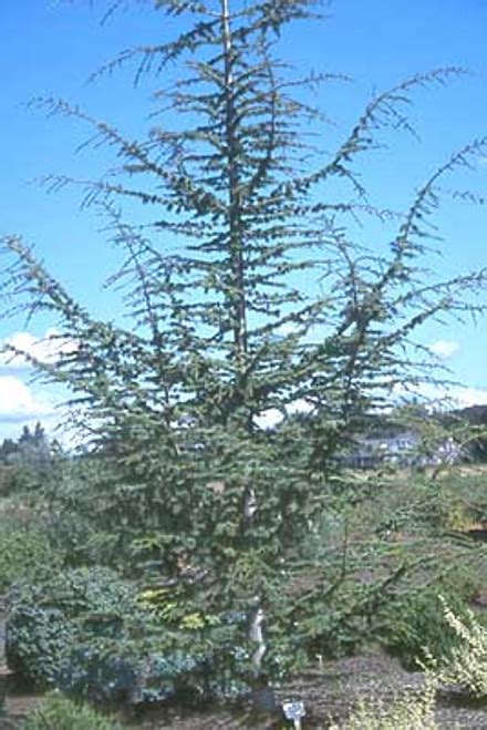 Cedrus Libani Pendula Weeping Cedar Of Lebanon Kigi Nursery