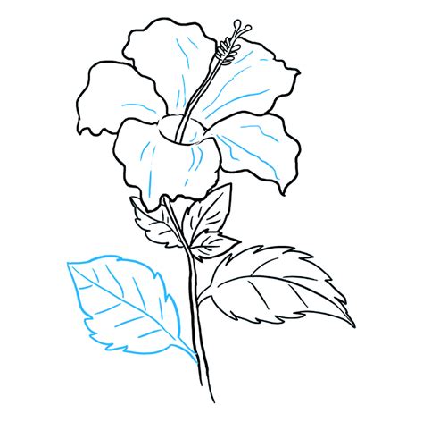 How To Draw A Hibiscus Really Easy Drawing Tutorial