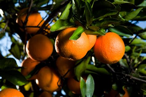 The History Of Cultivating Citrus Cabi Blog