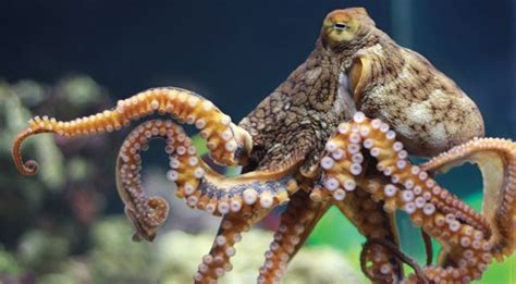 10 Amazing Facts About Octopuses
