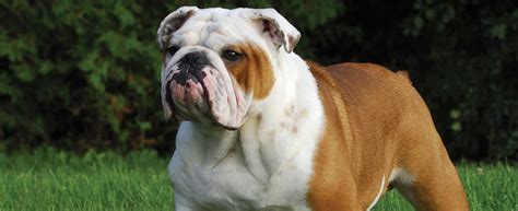Also, they generally get along well with other family pets. English Bulldog Dog Breed Profile | Petfinder