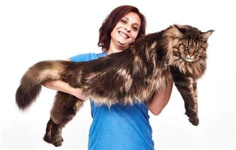 Meet Barivel The Worlds Biggest House Cat A Z Animals