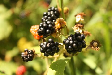 Summer berries | Summer berries, Berries, Fruit