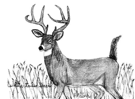 White Tailed Deer Drawing By Becky Mason Pixels
