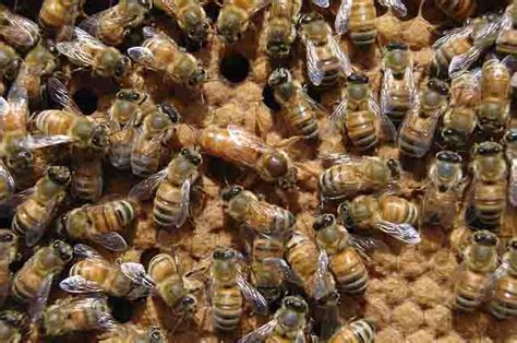 Il existe des abeilles qui ne vivent pas dans une ruche, ceux sont les abeilles « sauvages » ou « solitaires ». Comment trouver la reine dans une ruche d'abeilles