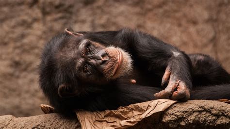 Chimpanzees Recognize Butts Like Humans Recognize Faces Scientists Say Nerdist