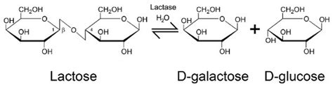 Enzymatic Action Of Lactase Hydrolysis Of Lactose By Lactase To