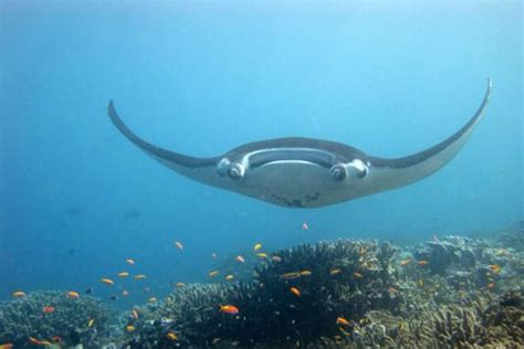 Scientists Find The First Manta Ray Nursery