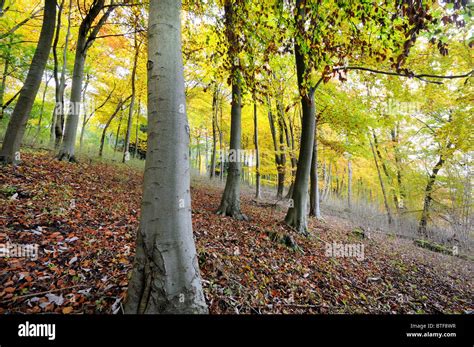 Beech Trees On Ranmore Common Hi Res Stock Photography And Images Alamy