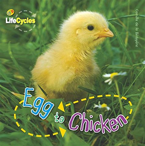 Egg To Chicken Lifecycles Uk Camilla De La Bedoyere