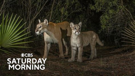 Florida Panther On The Brink Of Extinction Makes A Comeback Youtube