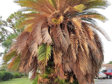 Madsnapper Palm Tree On Nature Friday
