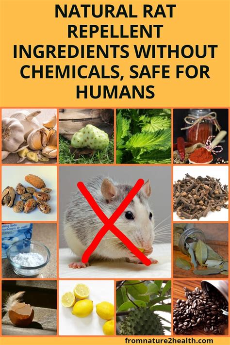 Natural Rat Repellent Ingredients Without Chemicals Safe For Humans