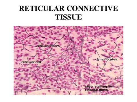 Reticular Connective Tissue Labeled