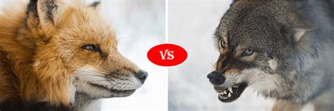 Fox vs Gray wolf fight comparison- who will win?