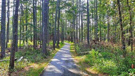 Goose Creek State Park North Carolinas Swampy Hidden Gem Explanders
