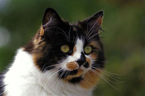Calico Cat Breed Profile Characteristics And Care Calico Cat