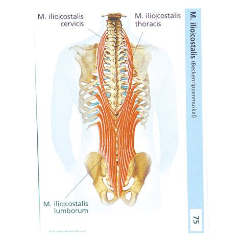 Flashcards Muscular System In The Card Box 300 Cards Buy Online