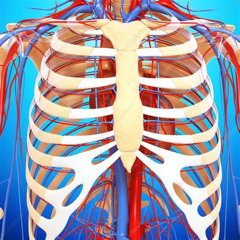 Chest Anatomy Artwork Stock Image F0059288 Science Photo Library