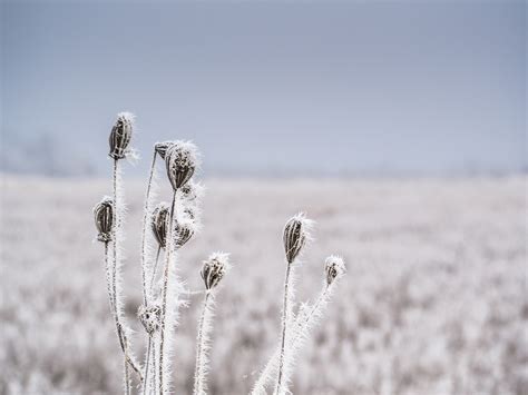 Free Stock Photo Of Cold Frost Frozen