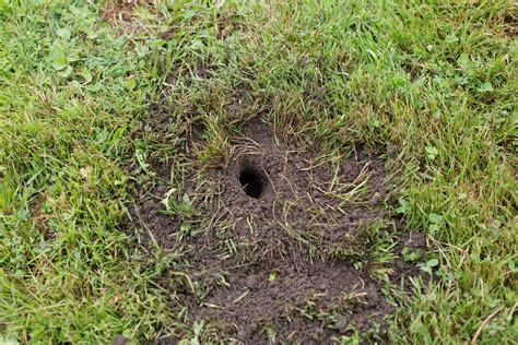 Everything You Need To Know About Insect Digging Holes In Your Lawn
